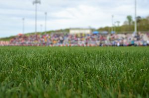 Stadium grass