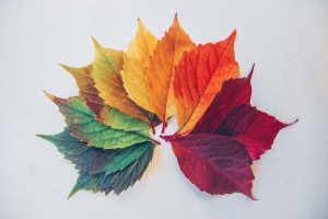 Differently coloured Maple leaves arranged in a rainbow